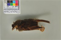 藏品(麻雀)的圖片